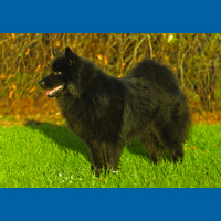 swedish_lapphund