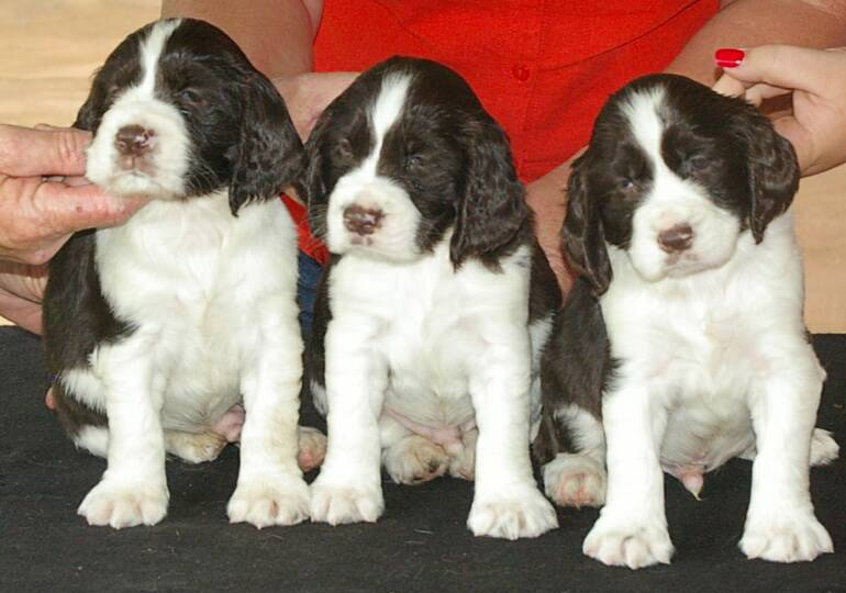 Breeder Gallery Large Image