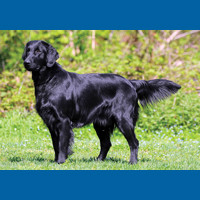 flat_coated_retriever