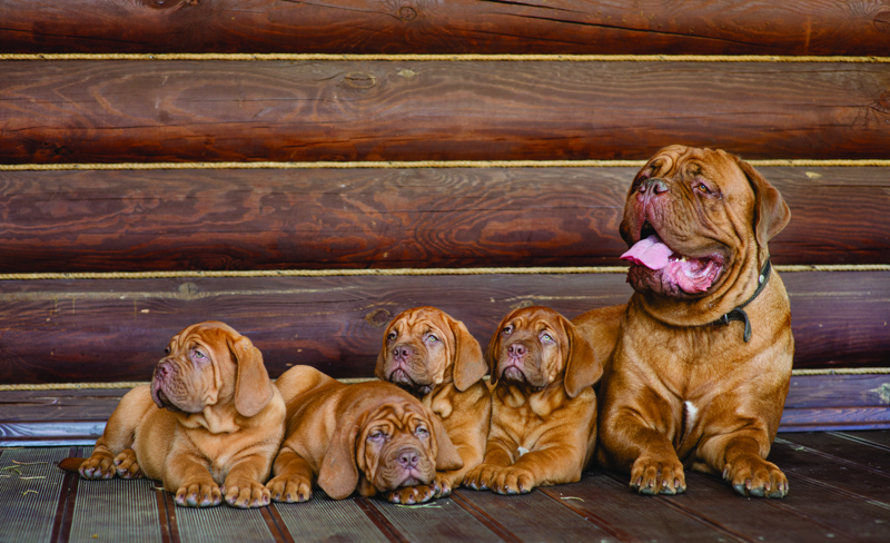 shutterstock_284740472 1