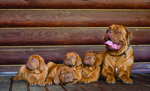 shutterstock_284740472 1