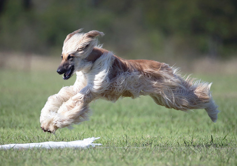 lure-coursing-2.jpg