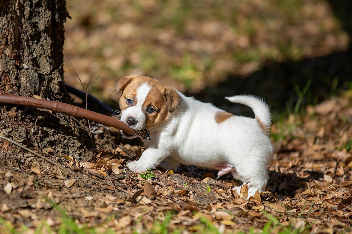 Breeder Gallery Large Image