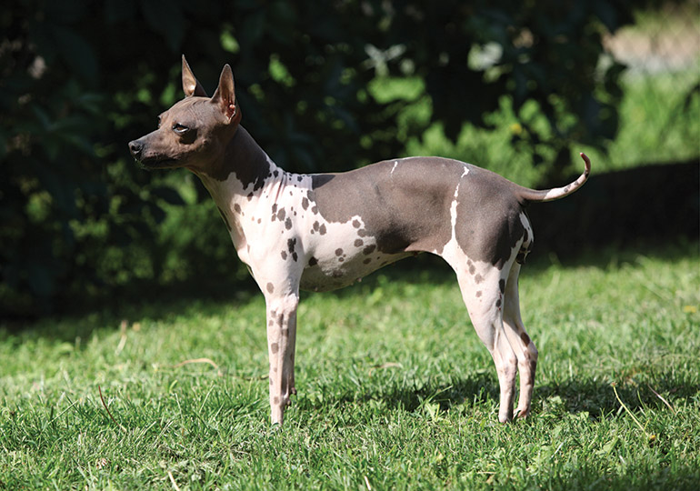american_hairless_terrier