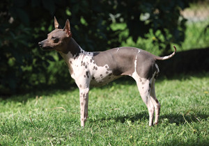 american_hairless_terrier