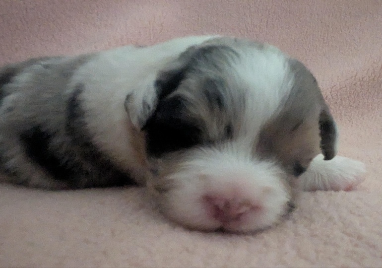 Breeder - Mrs Jade Suthers