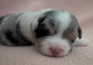 Breeder - Mrs Jade Suthers