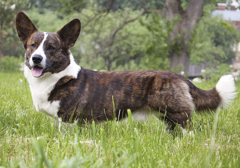 welsh_corgi__cardigan_