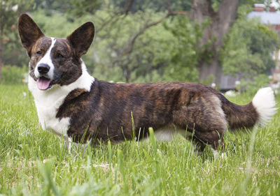 welsh_corgi__cardigan_