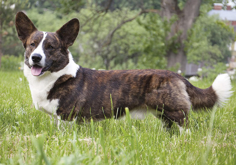 Breed Standard - Welsh Corgi (Cardigan)