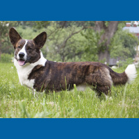 welsh_corgi__cardigan_
