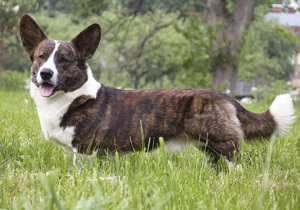 welsh_corgi__cardigan_