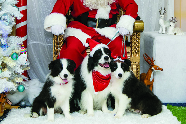 600 x 400.Christmas-Show.jpg