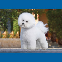 bichon_frise