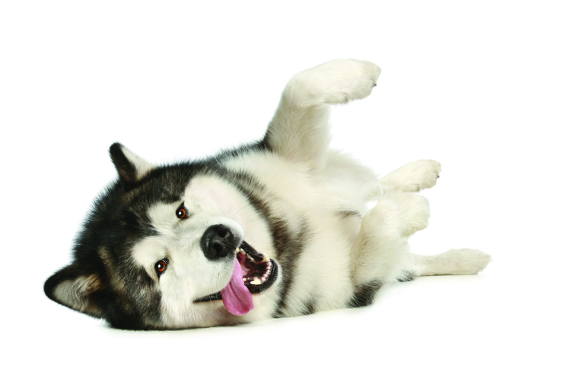 shutterstock_65076847