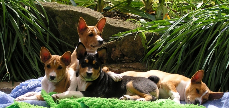 Basenji pups.JPG