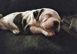 Breeder - Miss Rachael Atkins