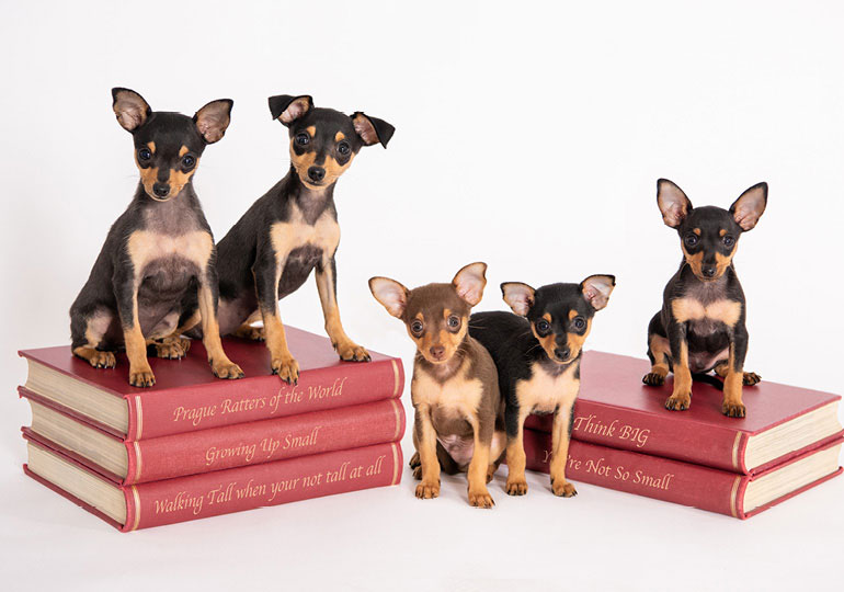 Breeder Gallery Large Image