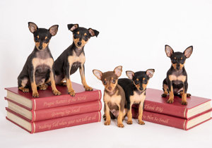 Breeder - Mrs Renee Katona