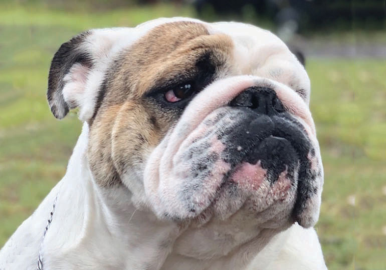 Breeder - Ms Tracy Klaack