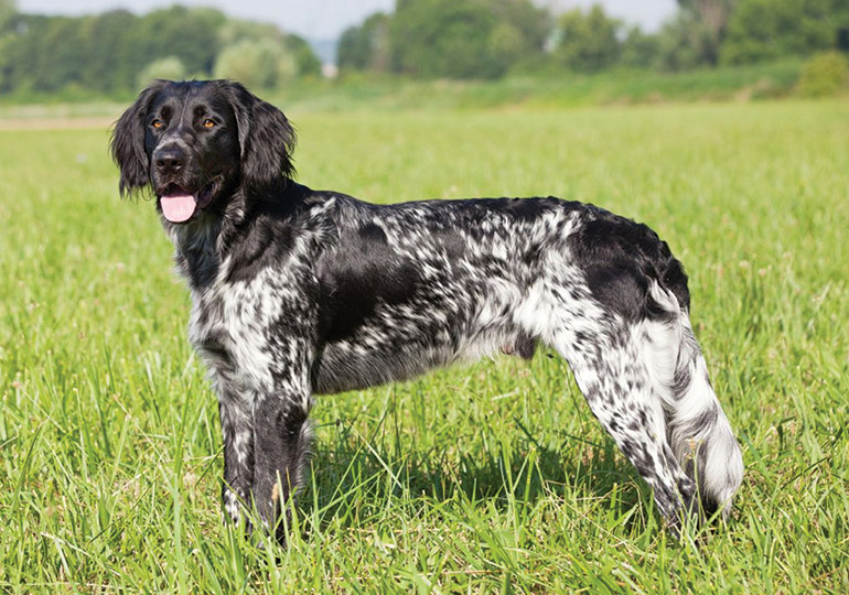 large_munsterlander