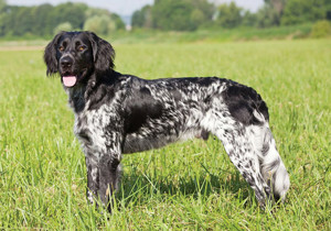large_munsterlander