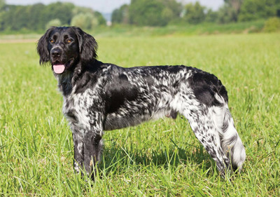 large_munsterlander