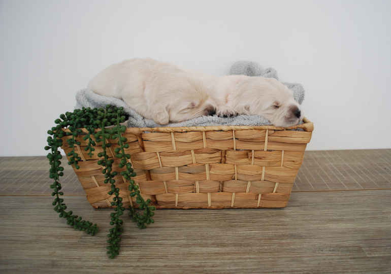 Breeder - Mrs Renee Krischer