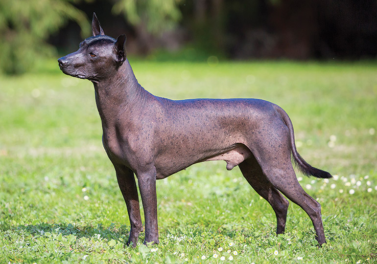 xoloitzcuintle____miniature___intermediate___standard_