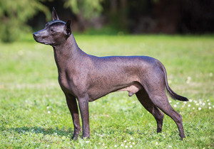 xoloitzcuintle____miniature___intermediate___standard_