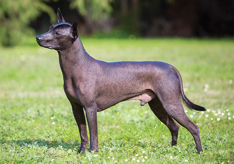 Breed Standard - Xoloitzcuintle - (Miniature) (Intermediate) (Standard)