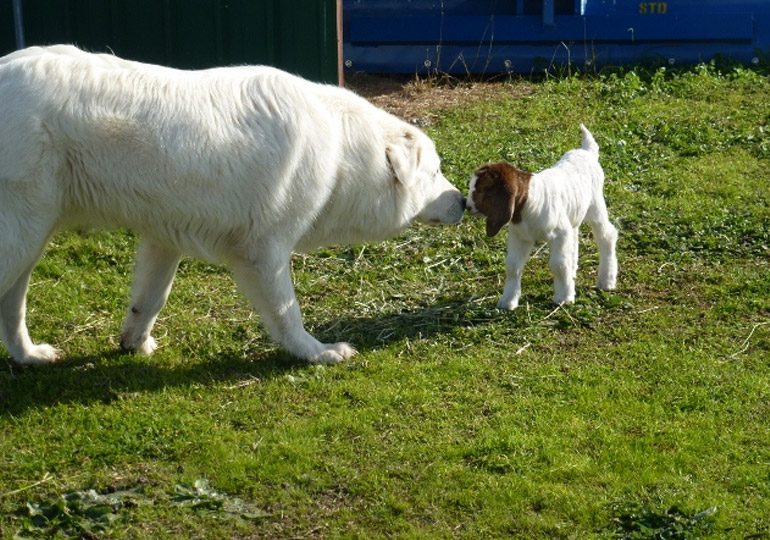 Breeder Gallery Large Image