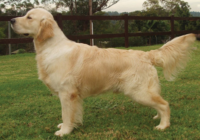 golden_retriever