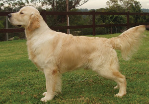 golden_retriever