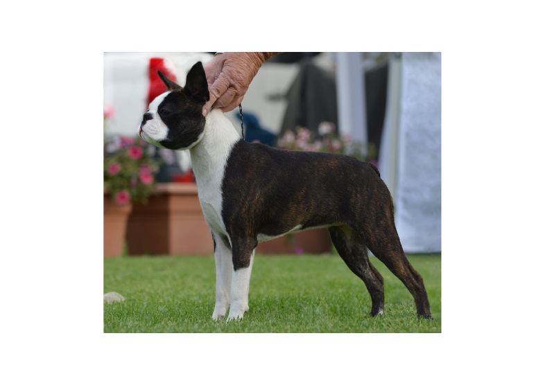 Breeder Gallery Large Image