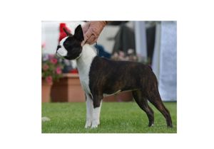 Breeder - Ms Michelle Gorman