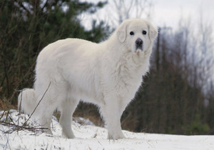 tatra_shepherd_dog