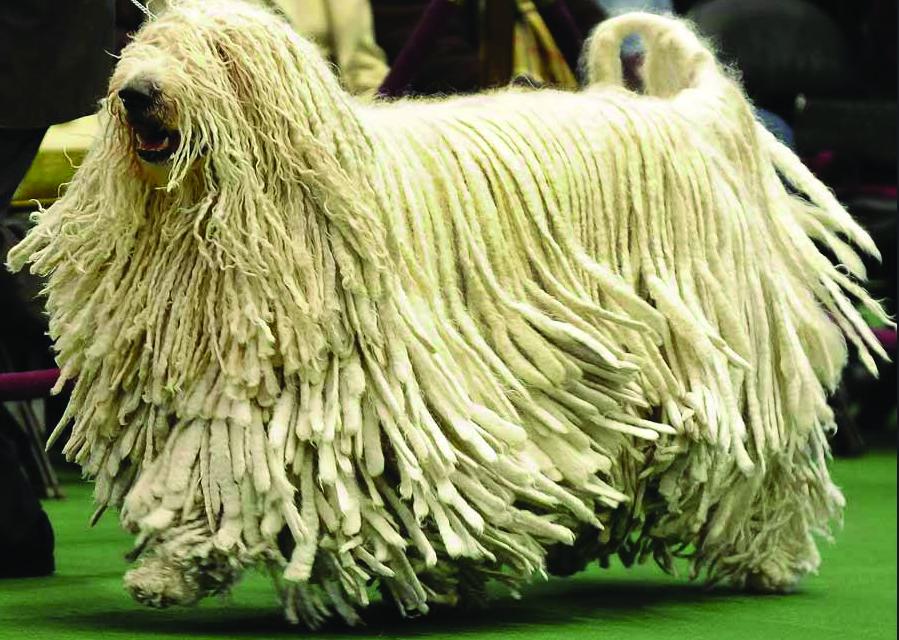 Komondor