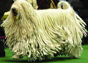 Komondor