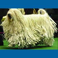 Komondor