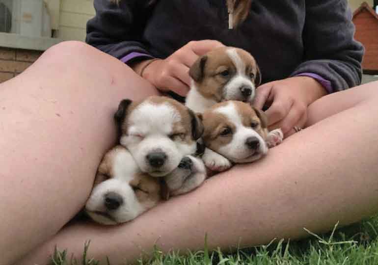Breeder - Ms Colleen Stewart