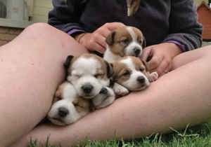 Breeder - Ms Colleen Stewart