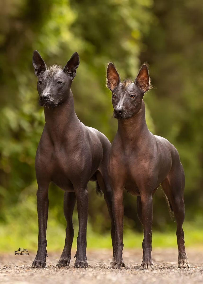 Xoloitzcuintle - (Miniature) (Intermediate) (Standard)