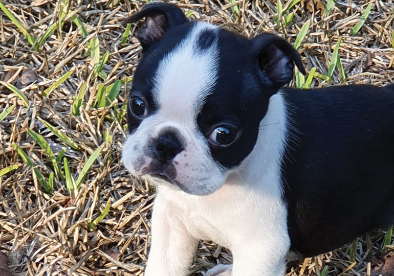 Breeder Gallery Large Image