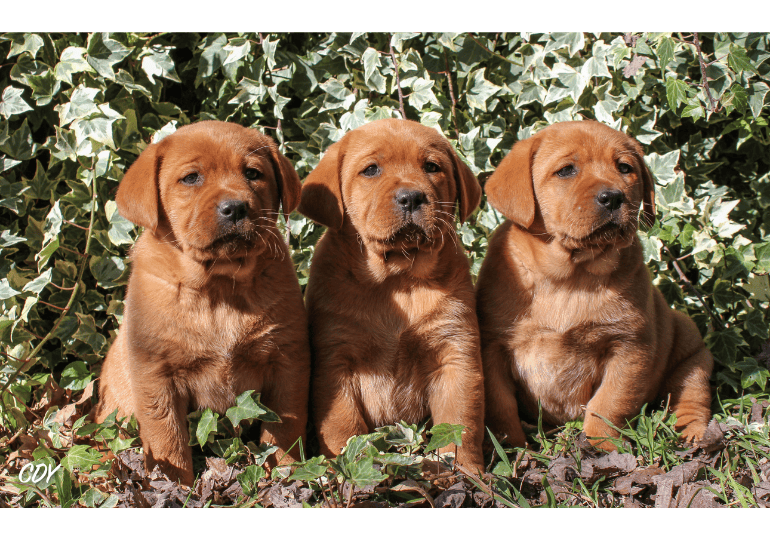 Breeder Gallery Large Image