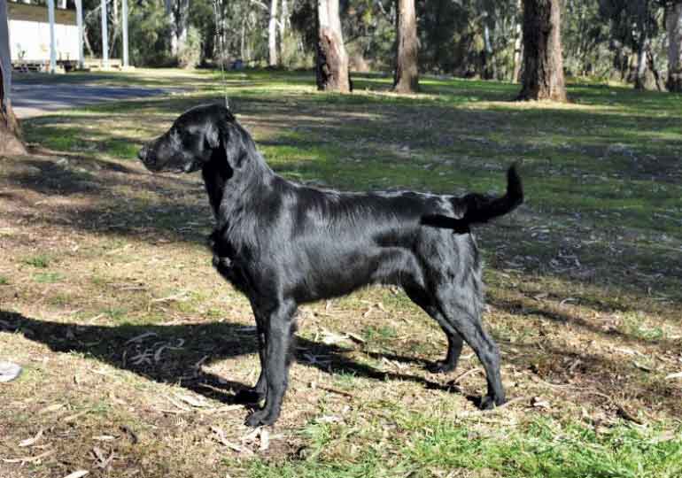 Breeder Gallery Large Image