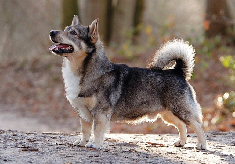 swedish_vallhund