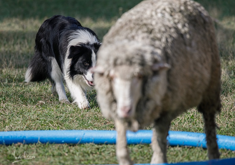 Breeder - Ms Bree Carter