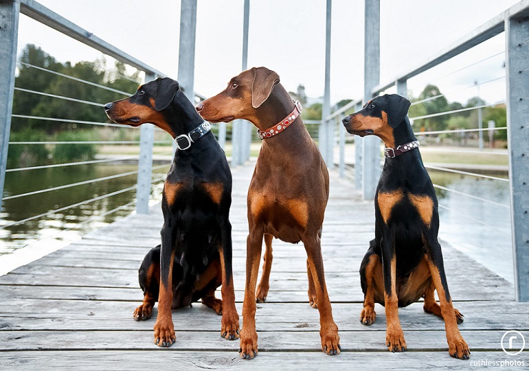 Breeder - Ms Monika Kawecki