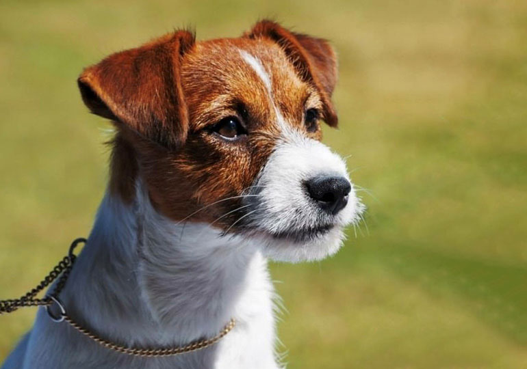 Breeder Gallery Large Image